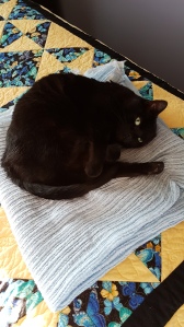 Sasha curled up on a blanket