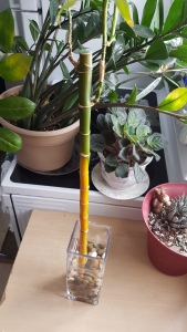 bamboo with yellowed stem