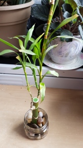 shorter bamboo plant in jar